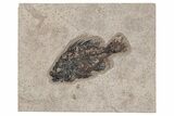 Fossil Fish (Cockerellites) - Green River Formation #214098-1